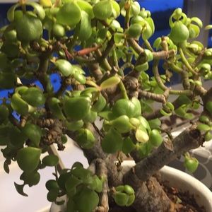 Meet your Posher, Gene